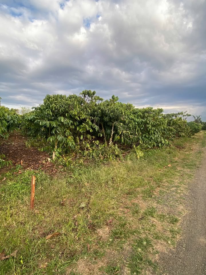 Đất nền Khu phố Văn Hà, Lâm Hà 600m² giá 2.2 tỷ - Đầu tư sinh lời ngay!