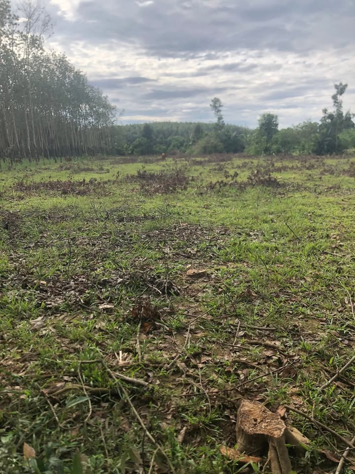 Farm 4500m² tại ấp Suối Đôi, Đồng Tiến giá 650 triệu - Cơ hội đầu tư tuyệt vời!