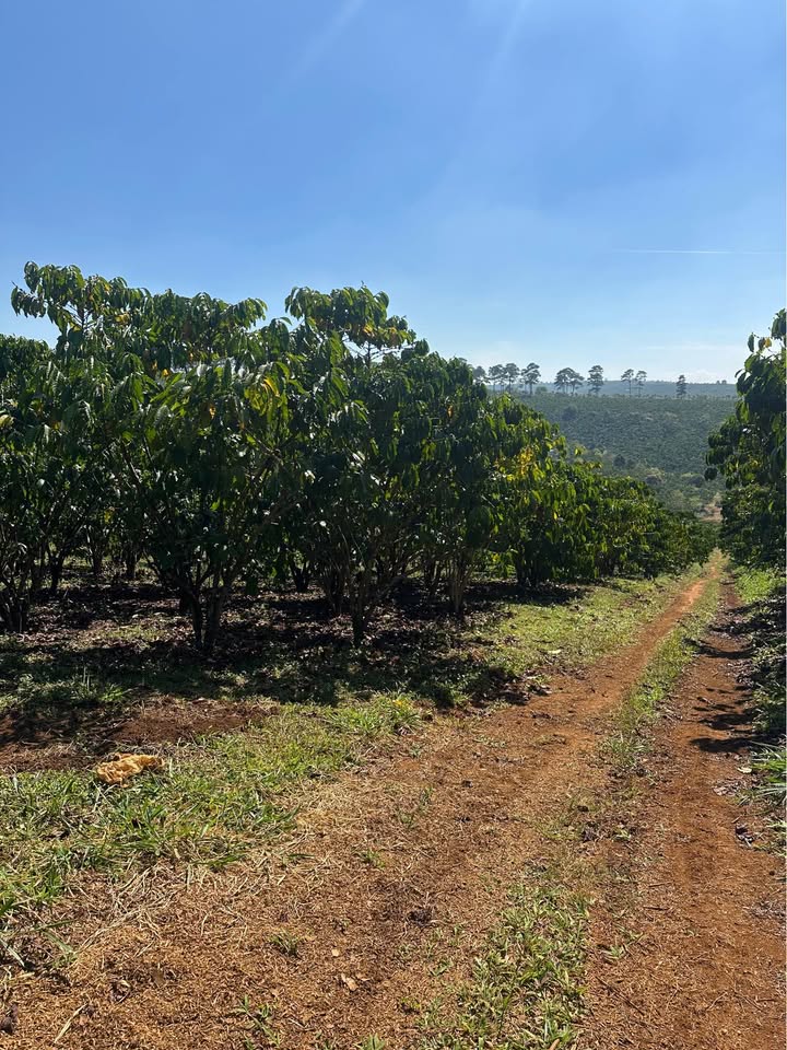 Đất trích lục 3,1ha Xã Lộc Ngãi - Giá chỉ 3,5 tỷ VND - Thế đất bằng dễ làm!