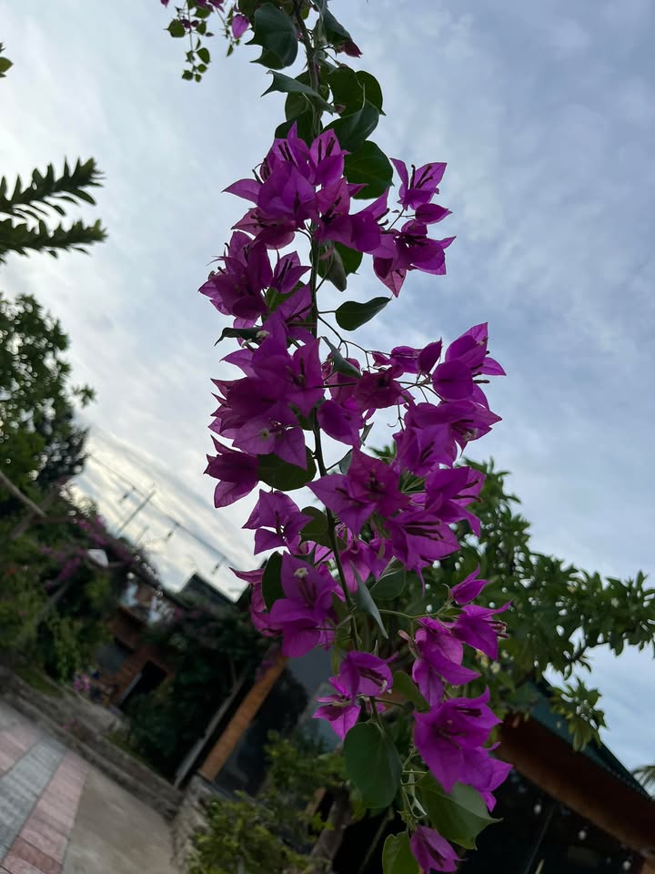 Đất thổ cư đường Trường Giang 44m² giá 400 triệu - Cơ hội đầu tư hấp dẫn!