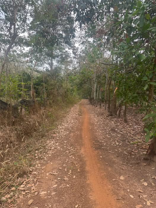 Đất Farm 2,7ha tại Minh Đức, Hớn Quản chỉ 3,51 tỷ - Đường xe tải vào tận nơi!