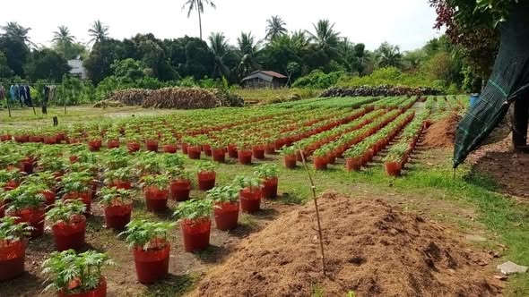 Đất nông nghiệp Long Thới, Chợ Lách 9500m² giá 7 tỷ - Cơ hội đầu tư tuyệt vời!