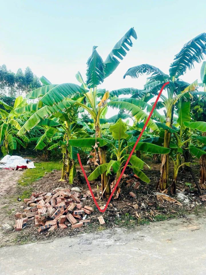 Lô đất Quyết Chiến, Yên Thế 211m² giá 1.xxx tỷ - Cơ hội đầu tư tuyệt vời!