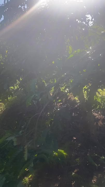 Đất 18,000m² tại Xã Phúc Hòa, Huyện Phúc Thọ - Giá 5.6 tỷ, Sổ đỏ chính chủ!