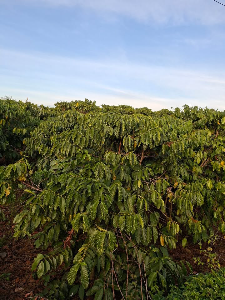 Đất dự án 1.35ha tại Đắk Blà, Kon Tum - Giá 7 tỷ thương lượng!