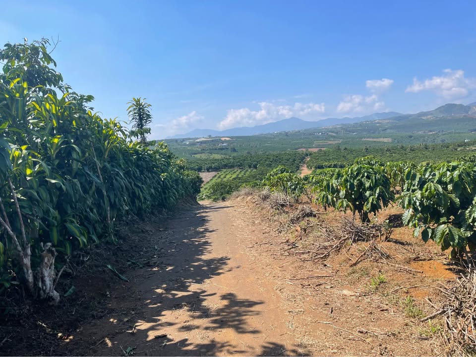 Đất 4500m² Hẻm 89 Phùng Hưng, Quận Hà Đông - Giá 1.5 tỷ, Sổ đỏ chính chủ!