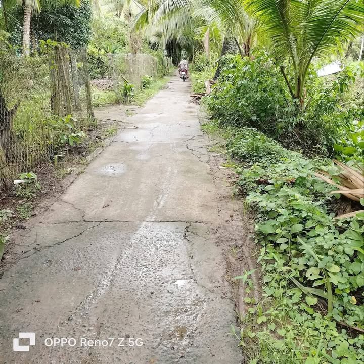 Đất lúa 15.000m² tại Ấp Giồng Bèn - Giá chỉ 3.975 tỷ, pháp lý rõ ràng!