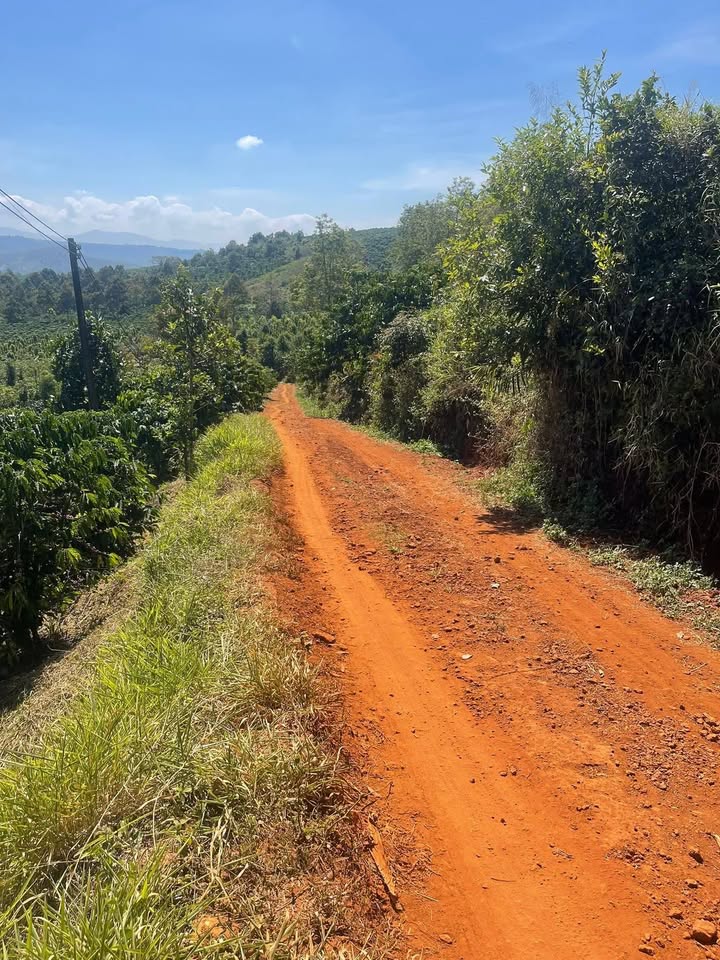 Đất nền 93.000m² tại xã Tân Lâm, huyện Di Linh - Giá chỉ 3.6 tỷ, cơ hội đầu tư hấp dẫn!