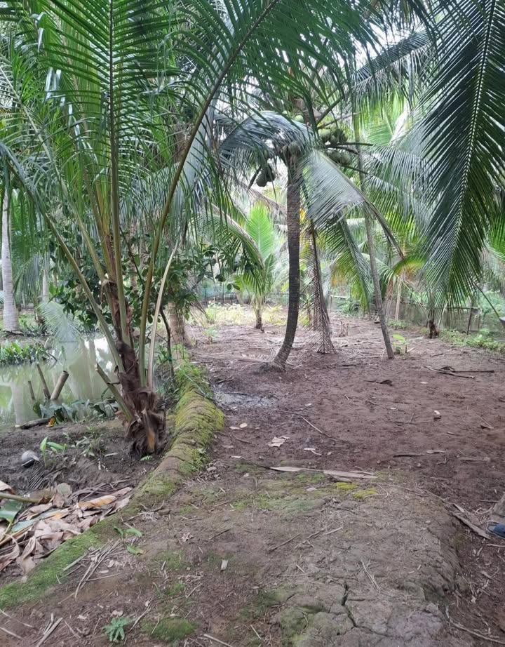 Đất thổ cư Phước Mỹ Trung 3290m² chỉ 2.8 tỷ - Cơ hội đầu tư tuyệt vời!