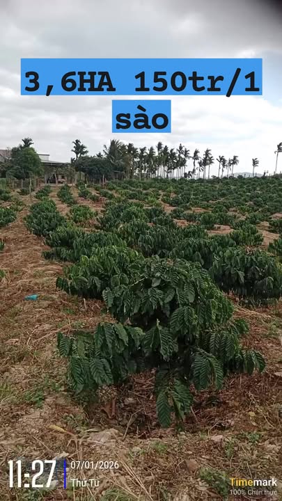 Farm Nhà Vườn MT Trúc Sơn 3.6ha giá 54 tỷ - Cơ hội đầu tư hấp dẫn!