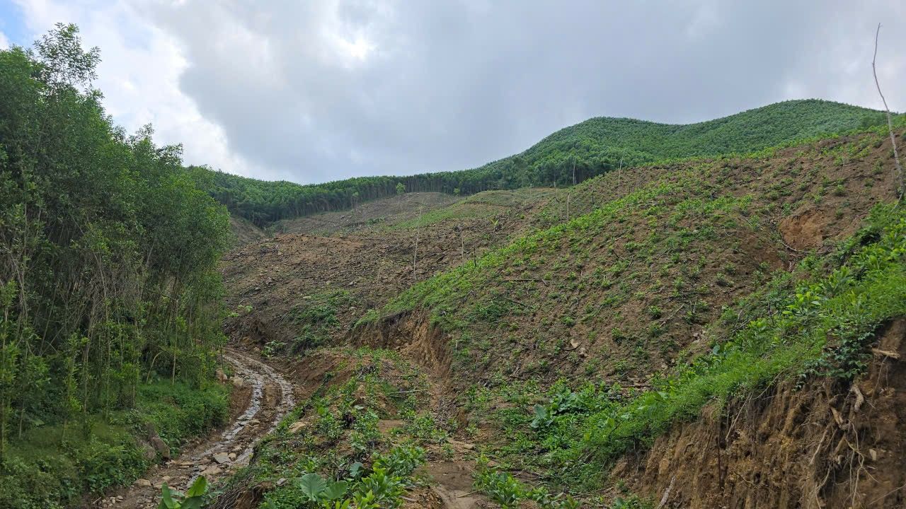 Đất rừng sản xuất 4 hecta tại Tịnh Bắc, Sơn Tịnh chỉ 960 triệu - Đầu tư sinh lời ngay!