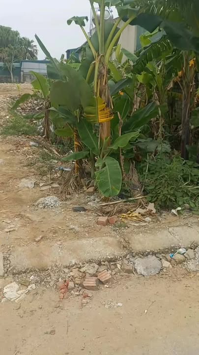 Lô Đất Thổ Cư 111m² tại Phường Quảng Đông, Thành phố Thanh Hóa chỉ 1.2 tỷ - Sổ hồng chính chủ!