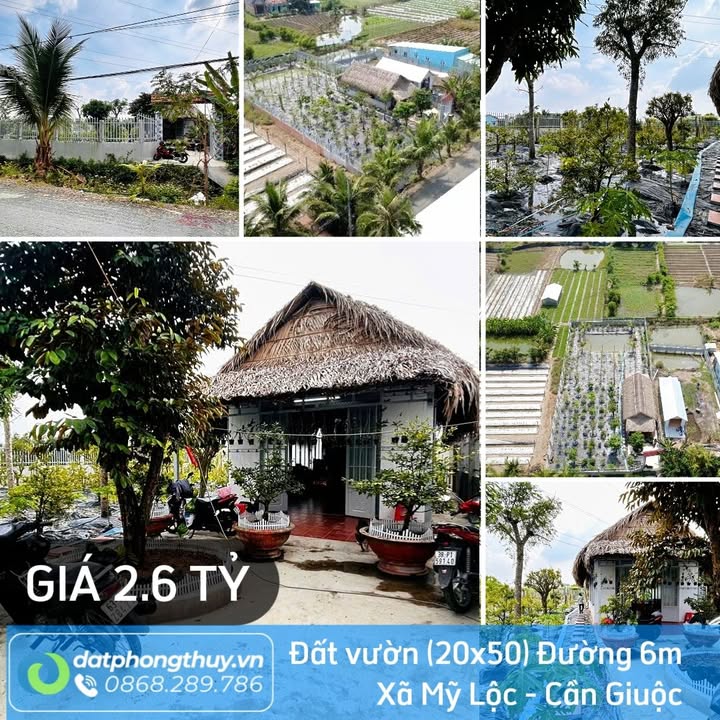 Đất vườn Mỹ Lộc, Cần Giuộc 980m² giá 2.6 tỷ - Tiềm năng đầu tư lớn!