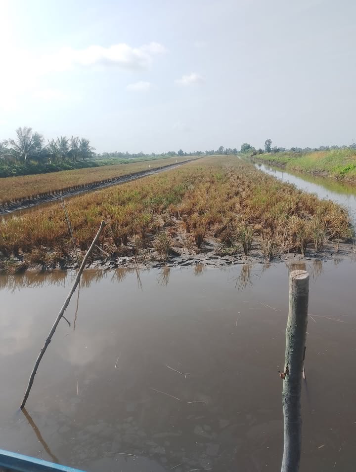 Đất Farm 36.000m² tại An Minh, Kiên Giang - Giá chỉ 3.12 tỷ VND, thương lượng nhẹ!