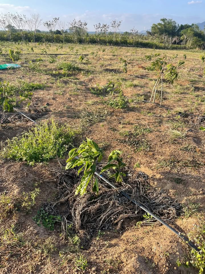 Farm 1ha3 tại Ea H'leo, Đắk Lắk - Giá chỉ 800 triệu, sẵn sàng cho đầu tư!