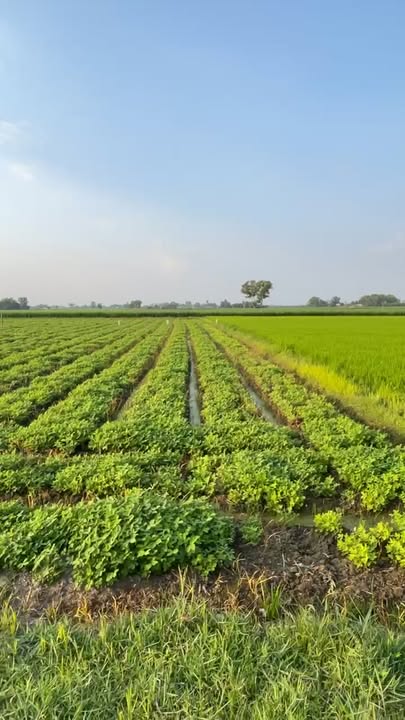 Đất thổ cư 198m² khu phố 3, Tây Ninh - Giá chỉ 320 triệu!