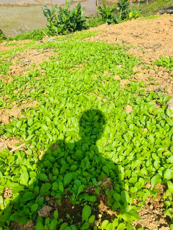 Đất nền nhà ở Khe Sanh 1000m² giá tốt - Đầu tư sinh lời ngay!