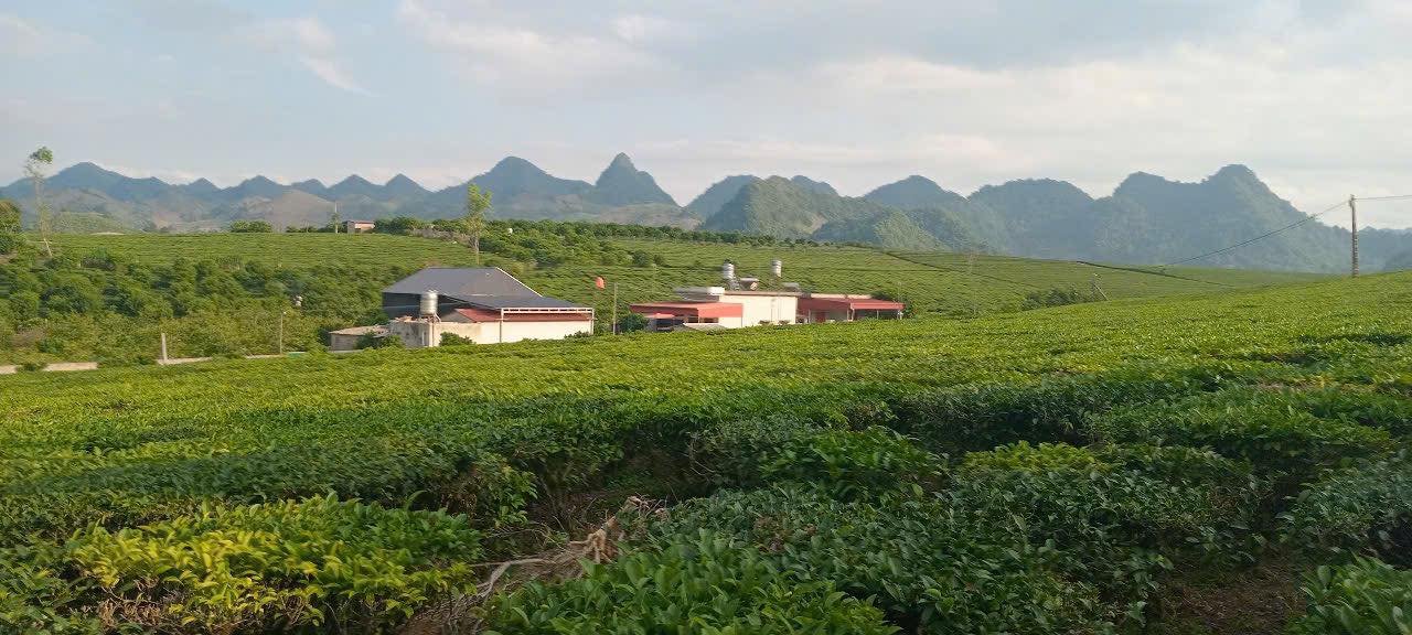 Lô Đất Mặt Tiền Gần 40m tại Mộc Châu 1496m² - Cơ hội đầu tư tuyệt vời!