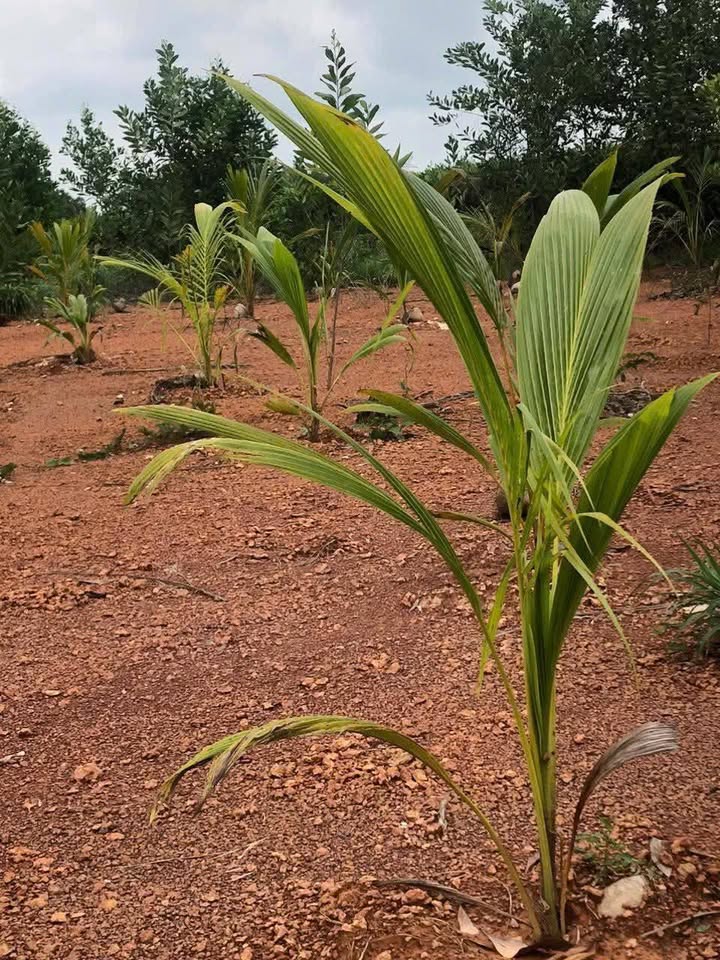 Đất 2 sào tại xã Trị An, Vĩnh Cửu 7200m² giá chỉ 790 triệu - Cơ hội đầu tư vàng!