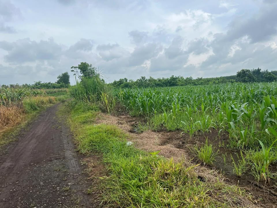 Đất nền đẹp 2 sào Xã Xuân Tây Cẩm Mỹ 550 triệu - Sổ hồng riêng, cơ hội đầu tư lý tưởng!