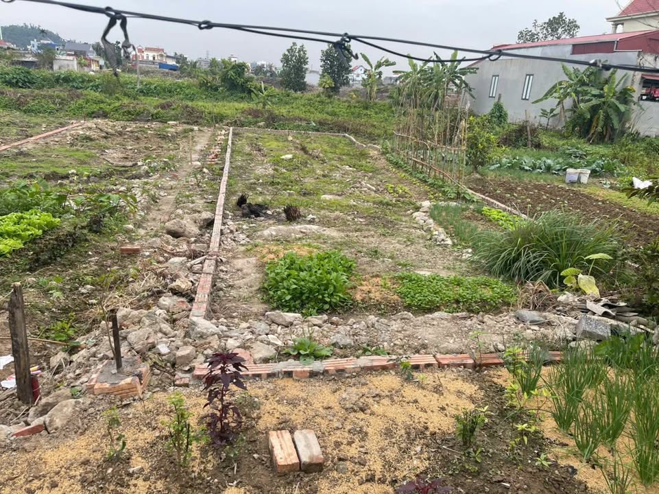 Đất nền Kim Đới 2, Hữu Bằng, Kiến Thụy 97.5m² giá 1.7 tỷ - Sổ hồng chính chủ!