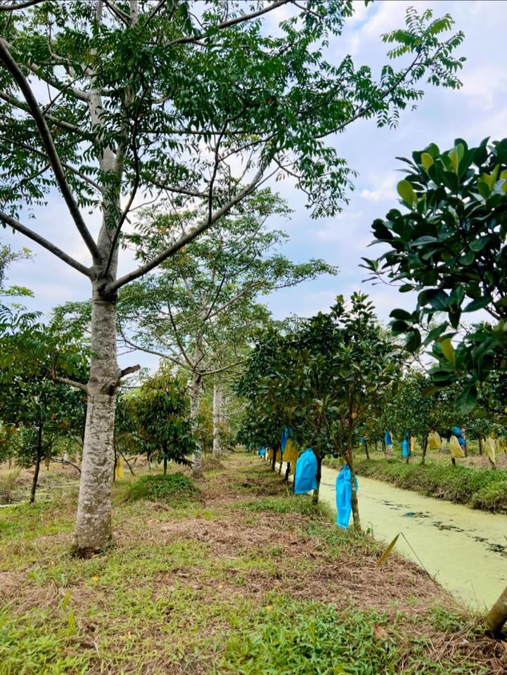 Farm đất vườn Thốt Nốt Cần Thơ 11.000m² giá 360 triệu - Cơ hội đầu tư hấp dẫn!