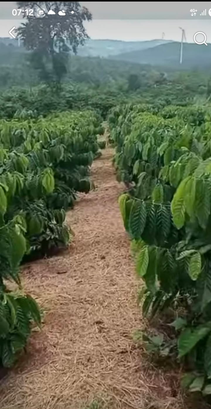 Đất nền 1hec2 tại Quốc lộ 14, Huyện Krông Buk - Giá 3.2 tỷ, điện nước đầy đủ!