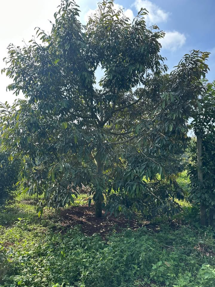 Đất thổ cư 50.000m² tại khu dân cư Ea Tân, giá 2.8 tỷ - Cơ hội đầu tư hấp dẫn!