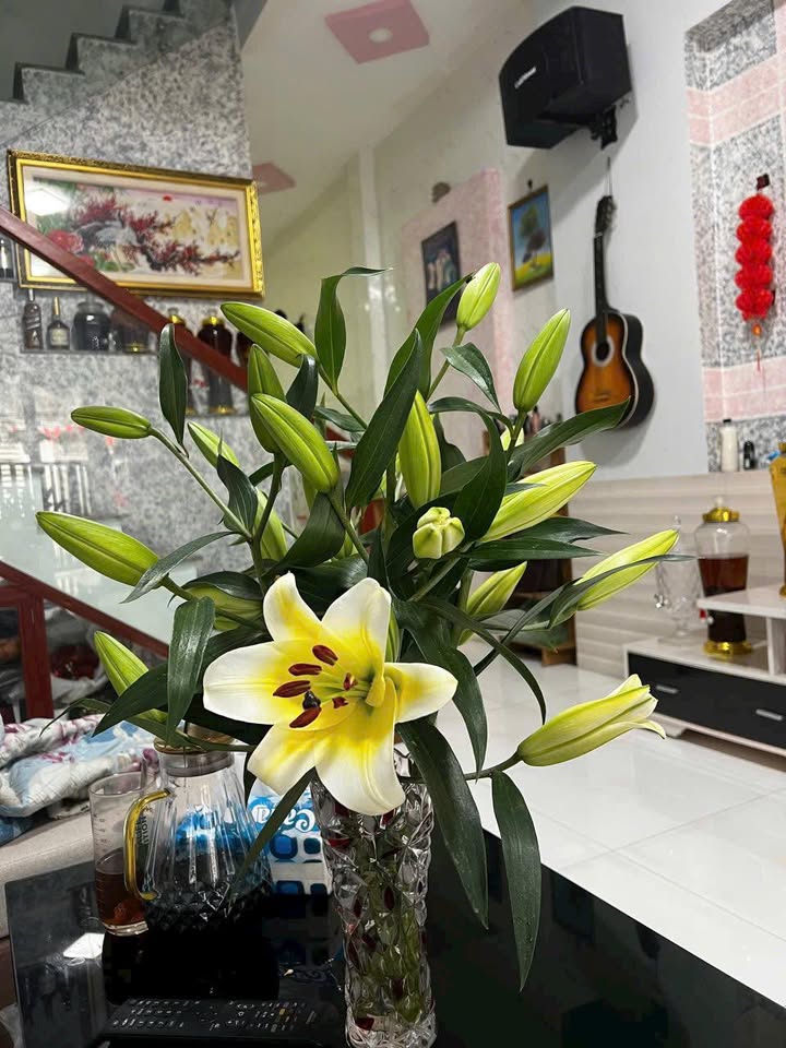 Nhà vườn Tam Xuân I, Quảng Nam 1200m² giá 7xx triệu - Cơ hội đầu tư hấp dẫn!