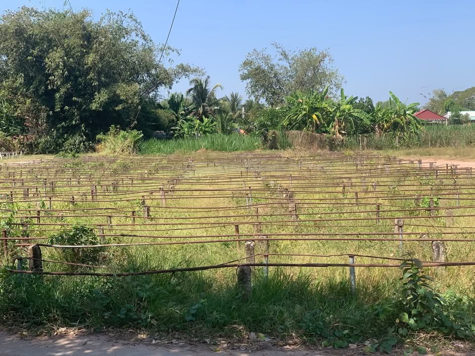 Đất thổ cư 1000m² Lộc Giang - Gần KCN, Thích hợp xây trọ!