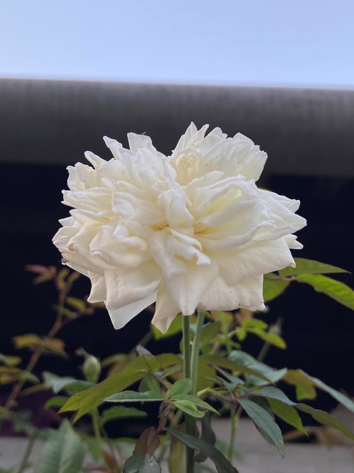 Đất nền 525m² tại Dân Chủ, Hòa Bình - Giá chỉ 1.x tỷ - Đầu tư lý tưởng!