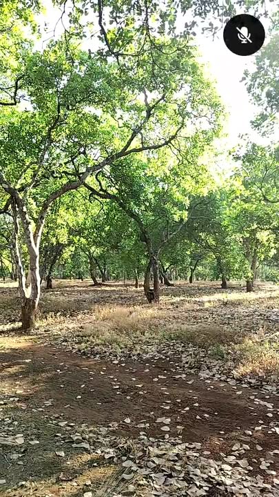 Đất nền 12,6ha tại Nghĩa Trung, Bình Phước giá 2,3 tỷ - Cơ hội đầu tư sinh lời!