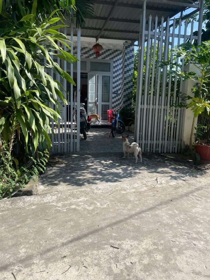 Nhà cấp 4 hẻm 56 Điện Biên Phủ, 351m² giá 1.85 tỷ - Mới xây và đẹp mắt!