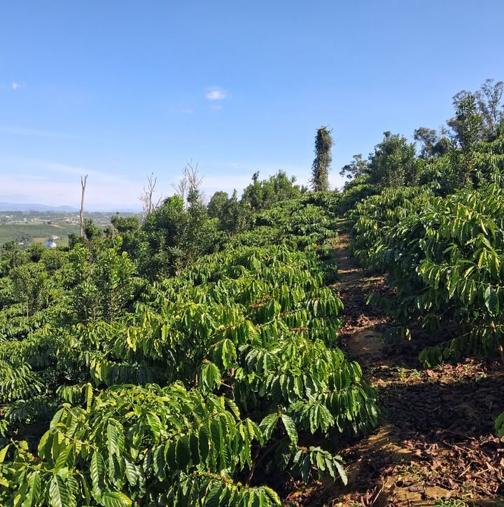 Đất nền Phúc Tân 110m² giá 3.1 tỷ - Mặt tiền đường thông thoáng, ôm suối xanh mát!