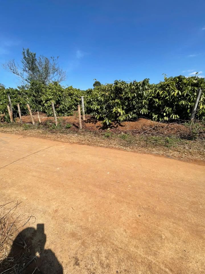 Đất nền Phường Hội Phú, TP Pleiku 150m² giá chỉ 300 triệu - Cơ hội đầu tư không thể bỏ lỡ!