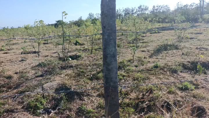 Farm 3ha tại Xã H Bông, Huyện Chư Sê, giá 2.5 tỷ - Đầu tư sinh lời, tiện ích đầy đủ!