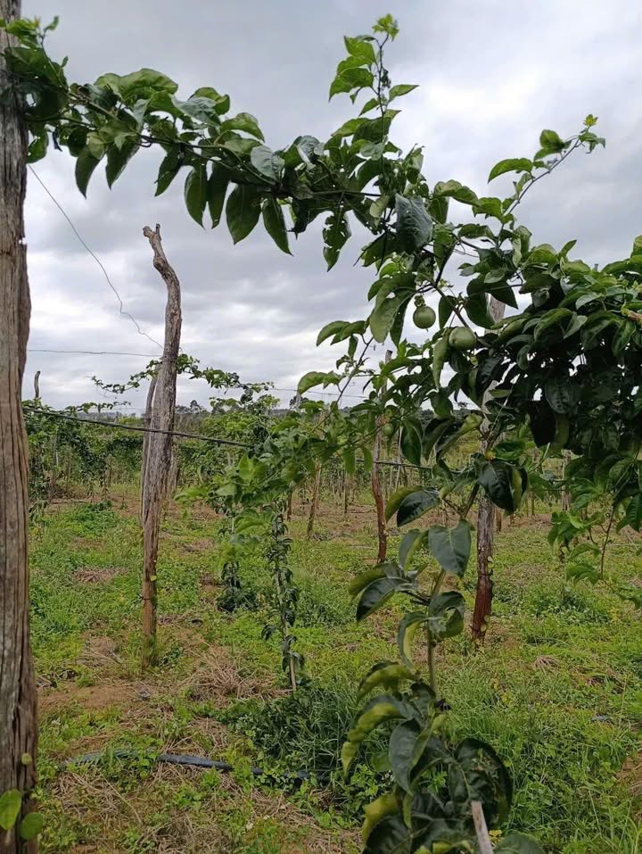 Đất mặt đường 60m tại Buôn Ma Thuột 3600m² giá 1.5 tỷ - Đầu tư sinh lời hấp dẫn!