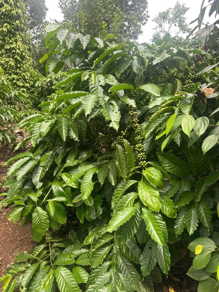 Farm đất đỏ Ea Siên 11,000m² giá 300 triệu - Đường ô tô đến tận nơi!