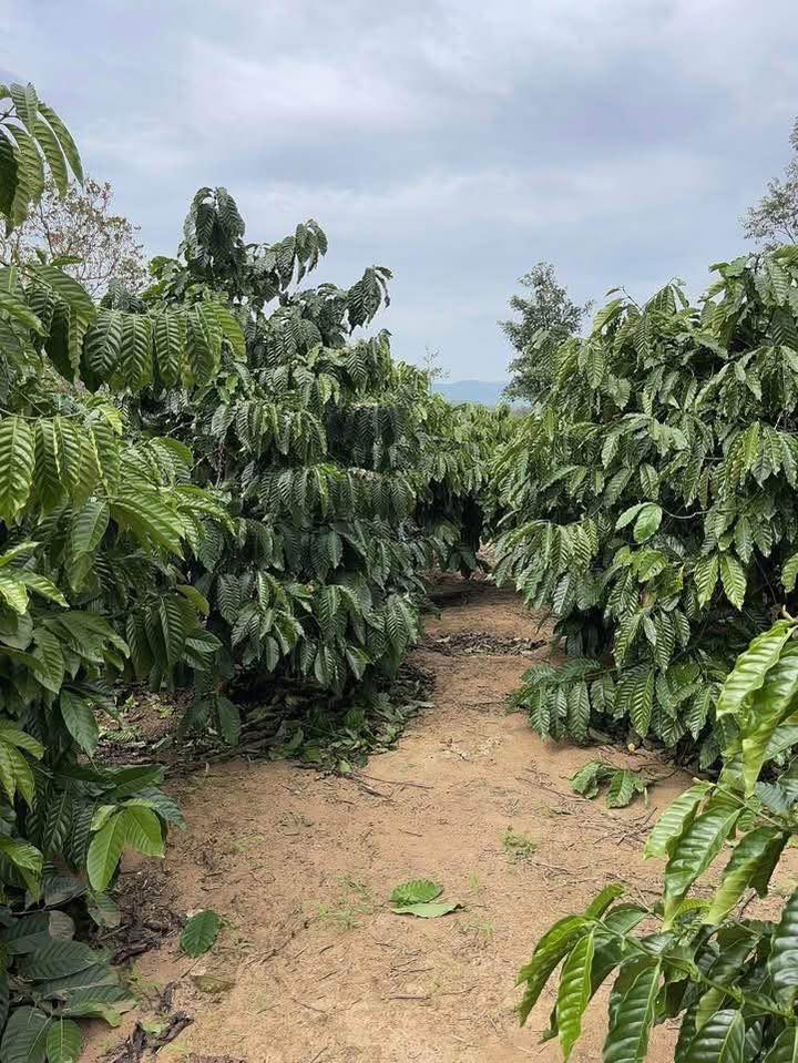 Farm 5 sào tại xã Ea Ral, huyện Ea H'leo, Đắk Lắk giá 1.05 tỷ - Đường ô tô vào tận nơi!