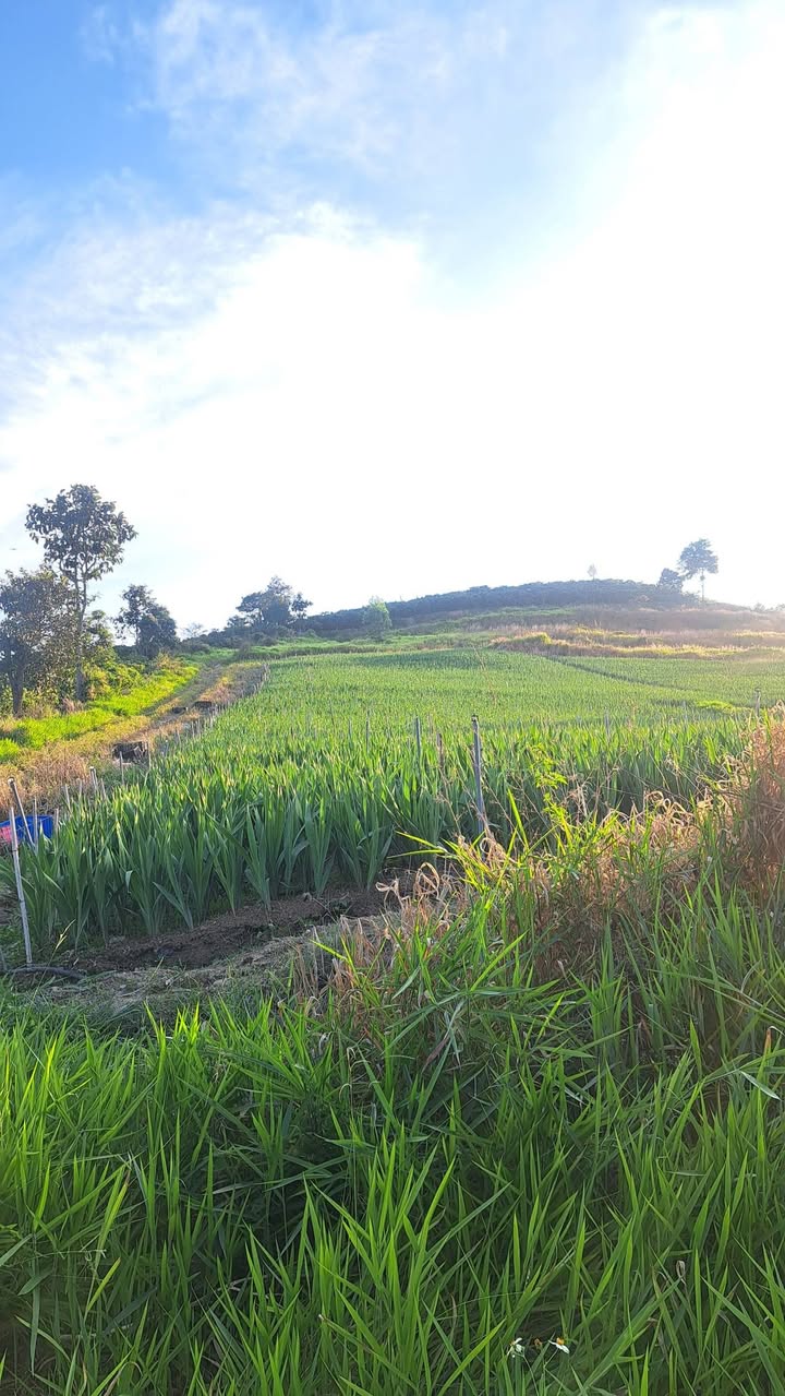 Đất nền Quốc lộ 20 Ninh Gia 300m² giá 900 triệu - Sổ riêng, xây dựng ngay!