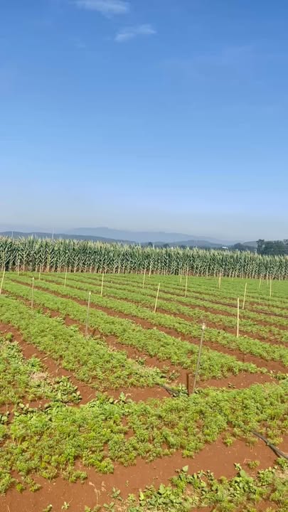 Đất thổ cư đẹp tại Liên Hiệp, Đức Trọng 154m² giá 1.05 tỷ - Cơ hội đầu tư lý tưởng!