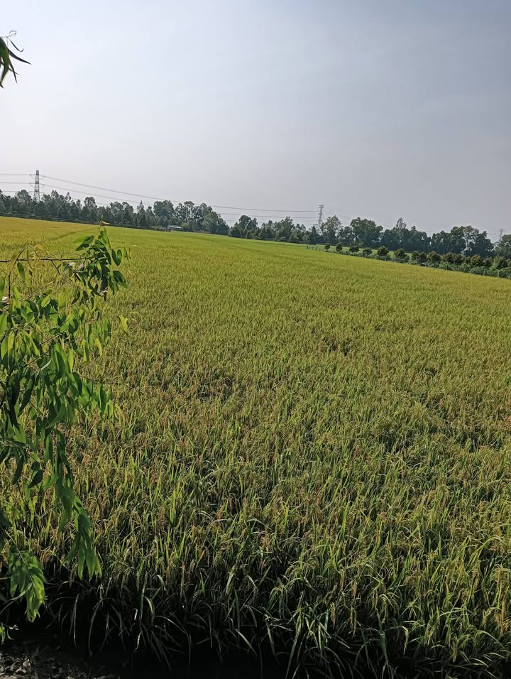 Đất nông nghiệp 36.000m² tại Hậu Mỹ Trinh - Giá chỉ 7 tỷ, phù hợp đầu tư!