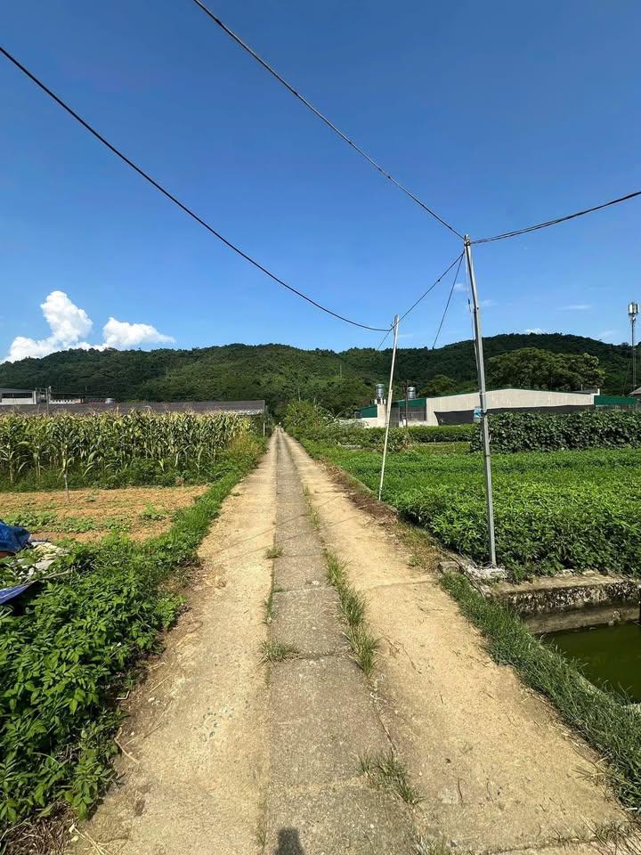 Đất nền Tổ 7 Quang Trung 619m² giá 850 triệu - Đầu tư sinh lời ngay!