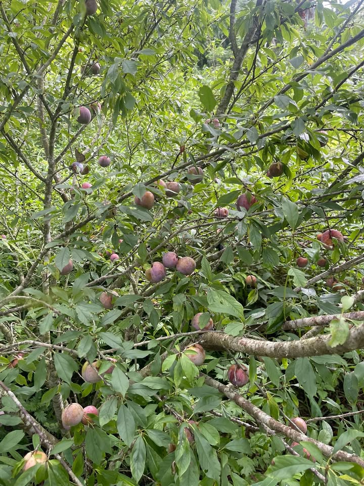 Trang trại vườn đồi 2.7ha tại xã Ngọc Đường, Hà Giang - Đầu tư tiềm năng sinh lời!