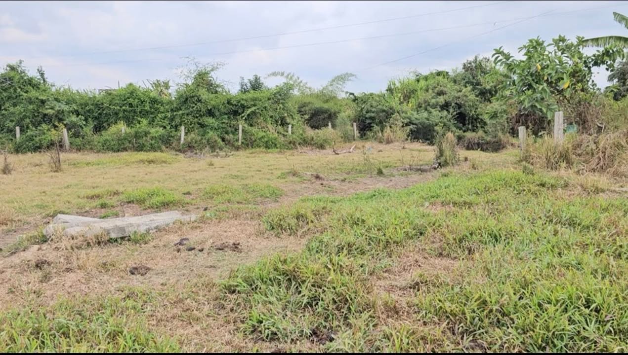 Đất Xào CLN 4.550m² tại Phú Nhang, Bình Thuận chỉ 1.6 tỷ - Cần bán gấp!