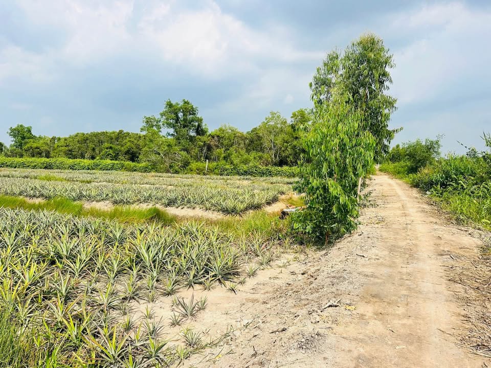 Đất Farm 2 mặt tiền Tân Lập 2 14280m² chỉ từ 100 triệu - Đầu tư sinh lời ngay!