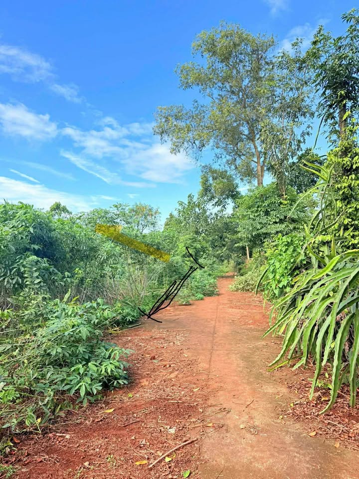 Đất nền khu vực Cư Suê, Đắk Lắk 125m² giá đầu tư - Cơ hội vàng cho nhà đầu tư!