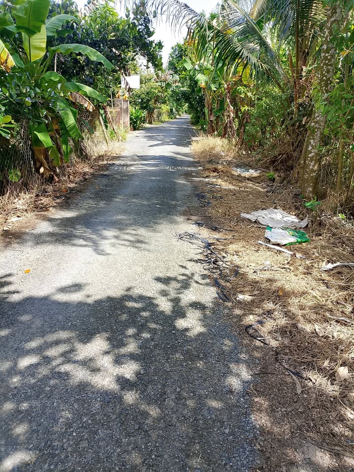 Vườn sầu riêng và ổi tại Mỹ Lợi B, Cái Bè 2 công giá 1.3 tỷ - Cơ hội đầu tư hấp dẫn!