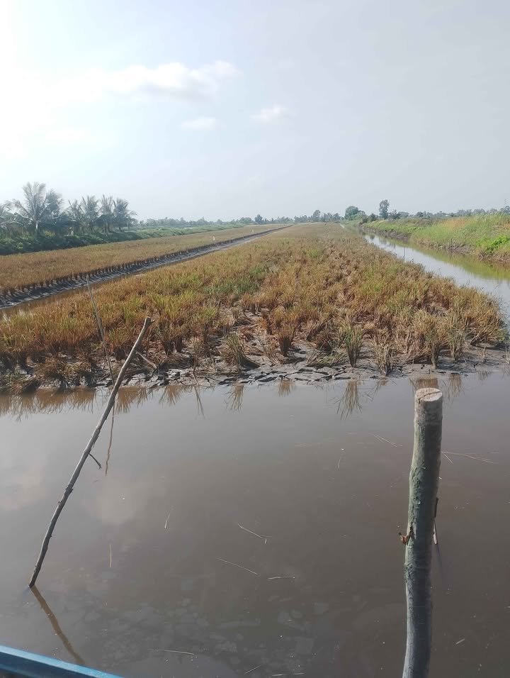 Đất vuông tôm lúa 36,000m² tại An Minh, Kiên Giang - Giá chỉ 3.12 tỷ!