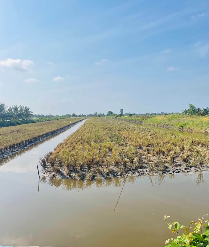 Đất vườn tôm lúa 26 công tại An Minh, Kiên Giang giá 31.2 tỷ - Cơ hội đầu tư hấp dẫn!